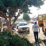 Protección Civil Estatal y Ayuntamiento de Guaymas trabajan en retiro de árboles caídos